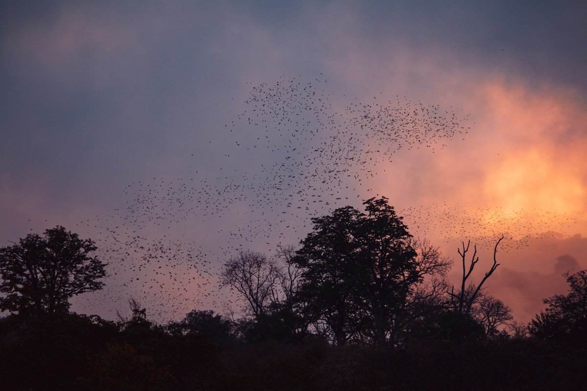 Birds swirling in dramatic sunset sky over African bush trees in Zimbabwe's hot dry season