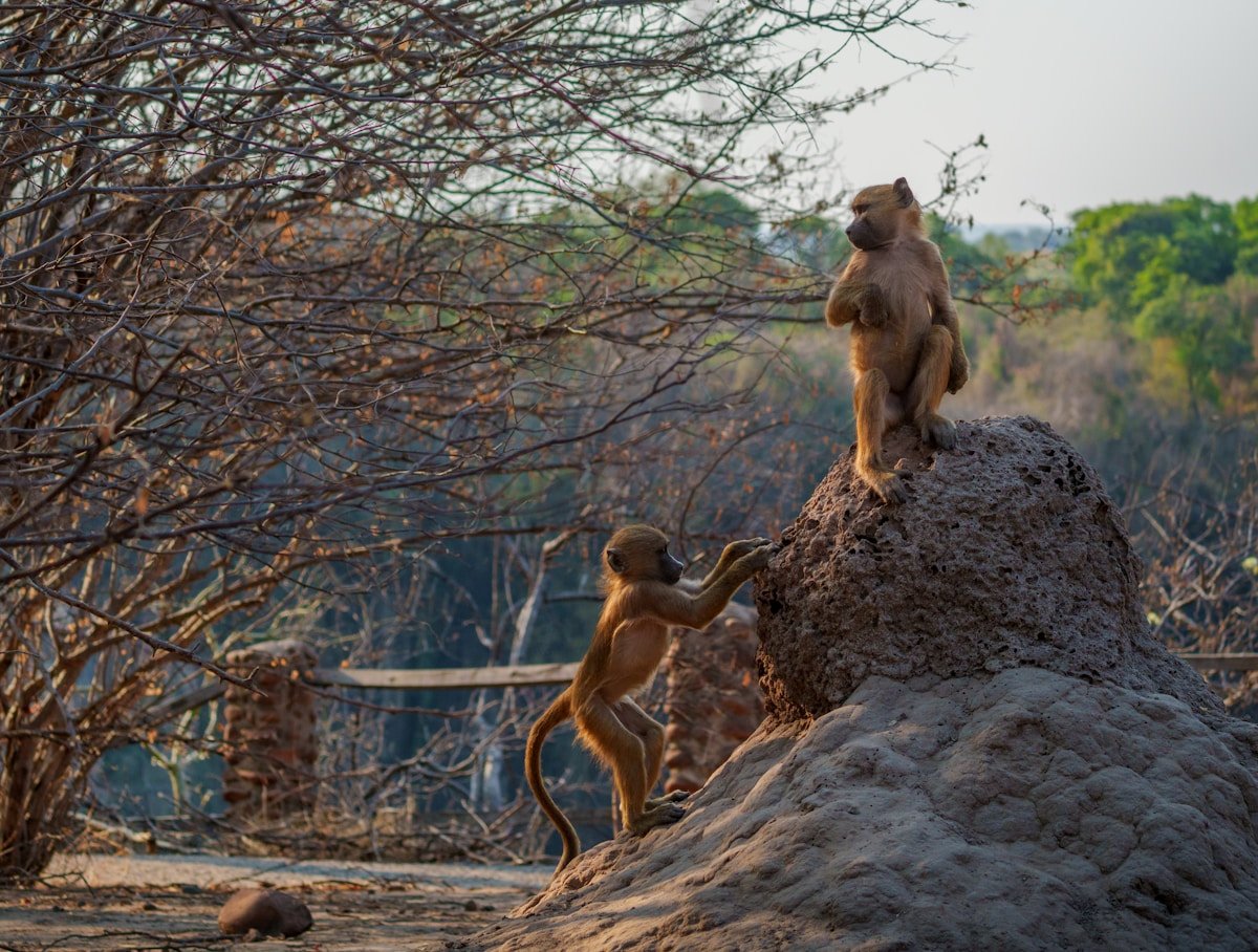 Two baboons on a termite mound in dry bush at sunset, Victoria Falls area, Zimbabwe