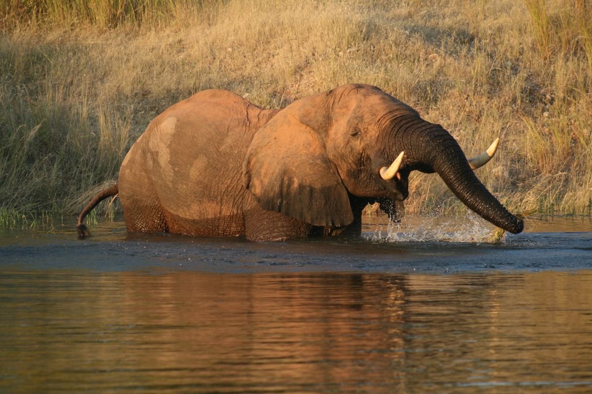 Bull elephant wading through a river at golden hour in Mashonaland West, Zimbabwe