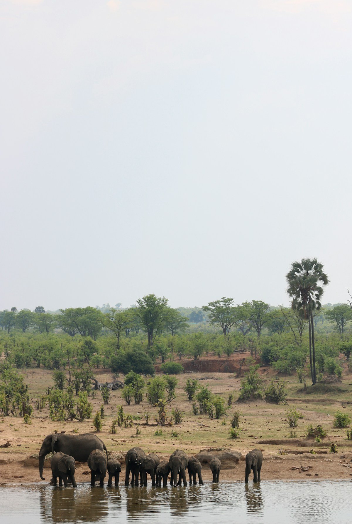 A herd of elephants drinking at a river in Hwange National Park, Zimbabwe