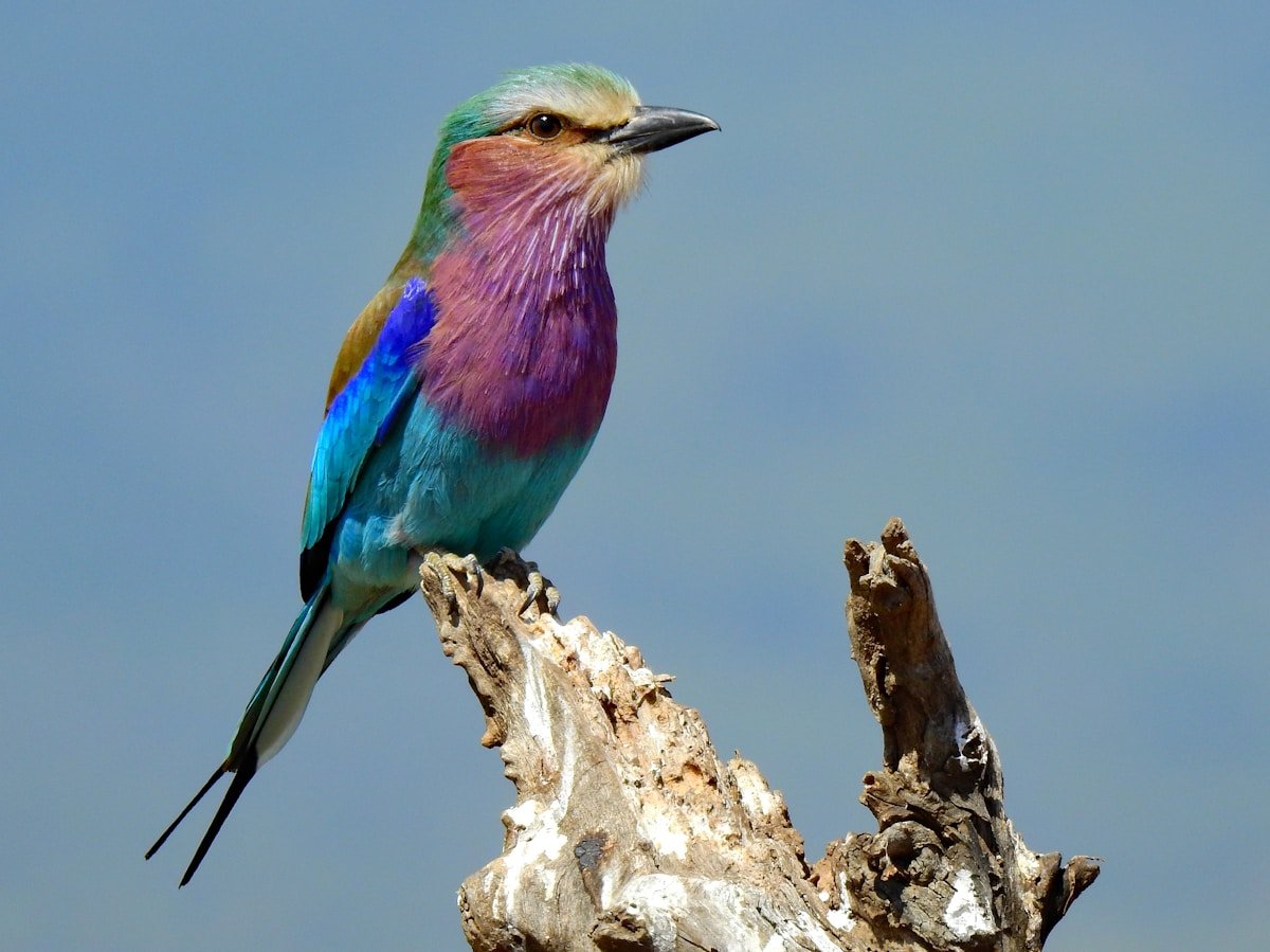 A vivid lilac-breasted roller bird perched on a branch — Zimbabwe's national bird