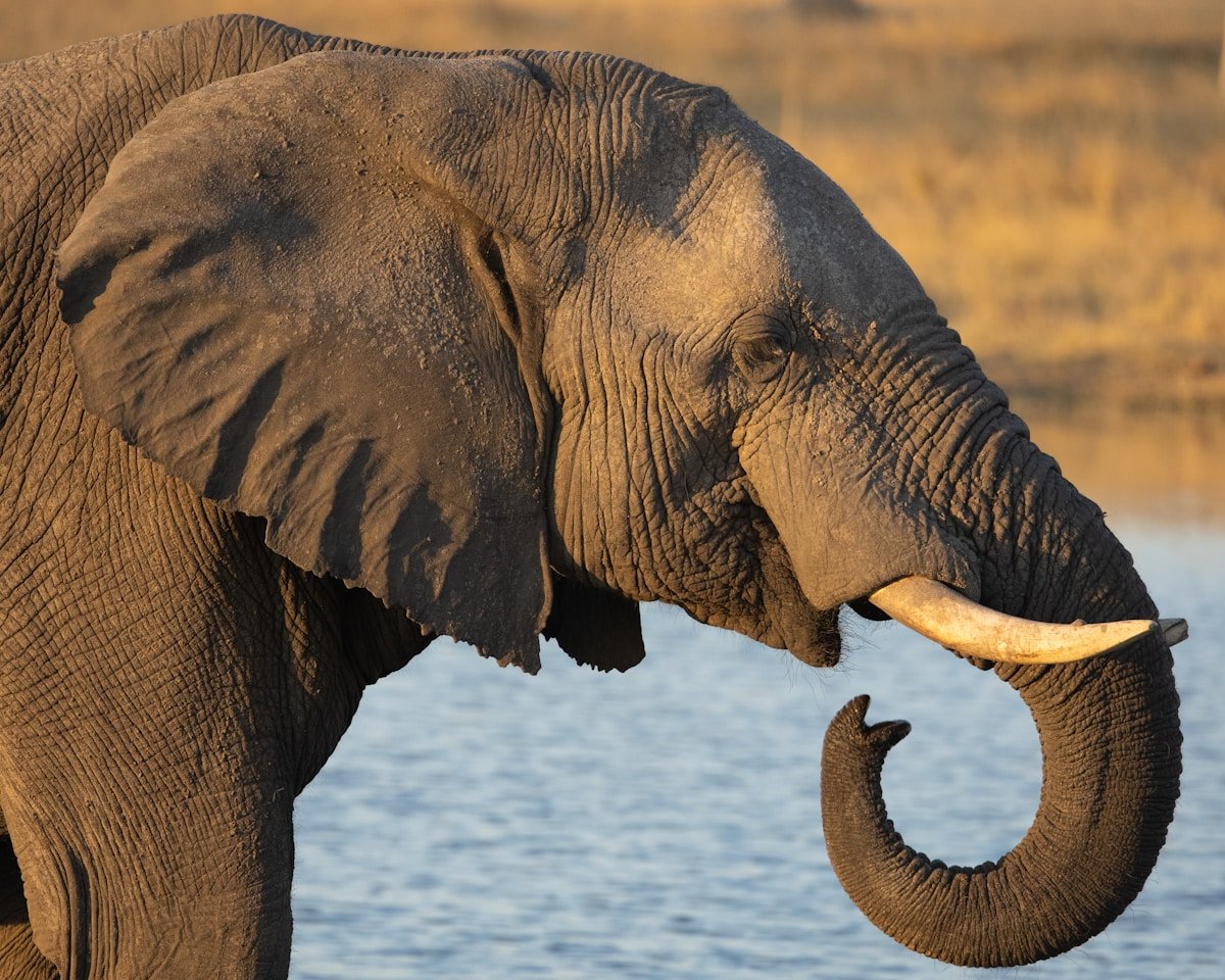 An elephant drinking from a water hole in Hwange National Park, Zimbabwe