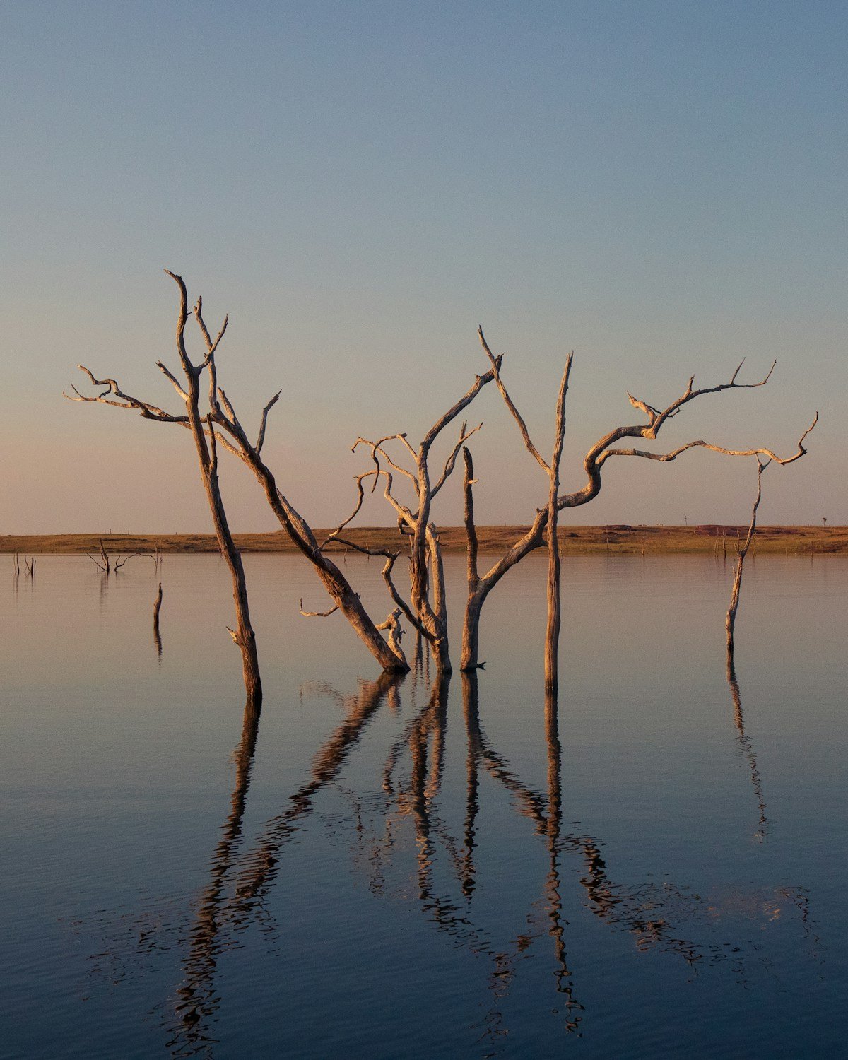 Dead trees rising from the surface of Lake Kariba at sunset, Zimbabwe