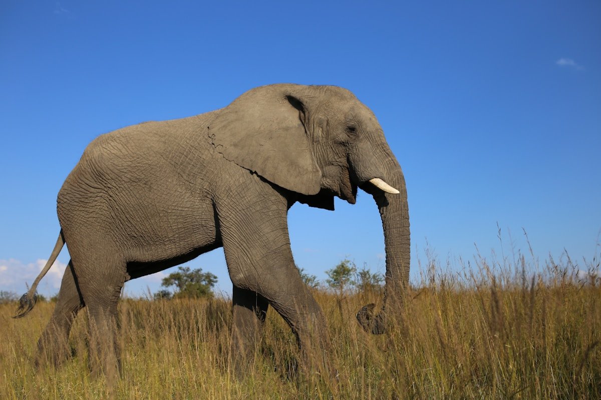 African bull elephant walking through the savanna grasslands of Zimbabwe