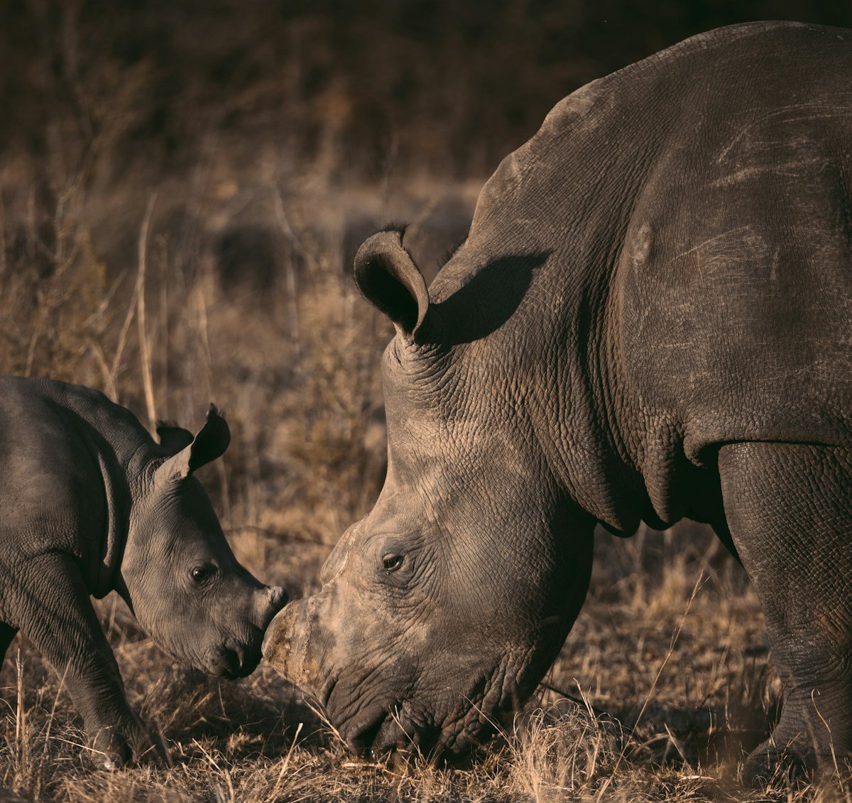 White rhino cow and calf in dry African bush grass, southern Africa