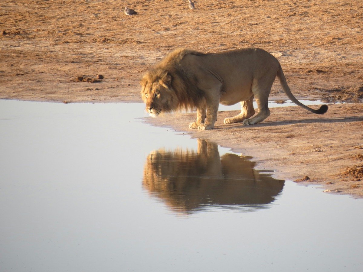 Lion near body of water in Zimbabwe