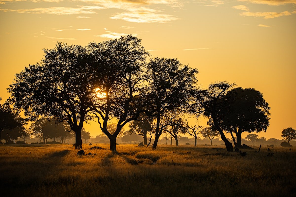 Open savanna landscape of Hwange National Park with mopane woodland at sunset